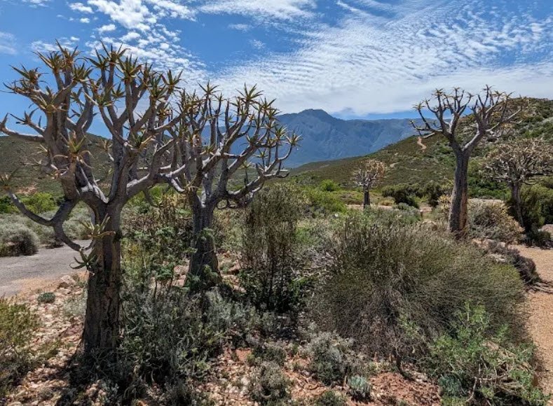 Karoo Desert National Botanical Garden, South Africa
